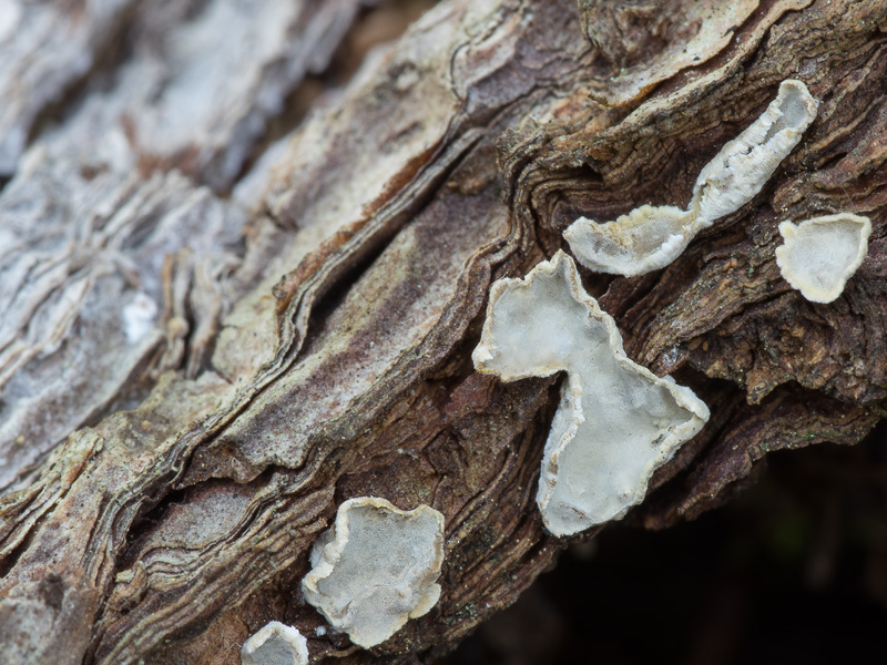 Aleurocystidiellum subcruentatum